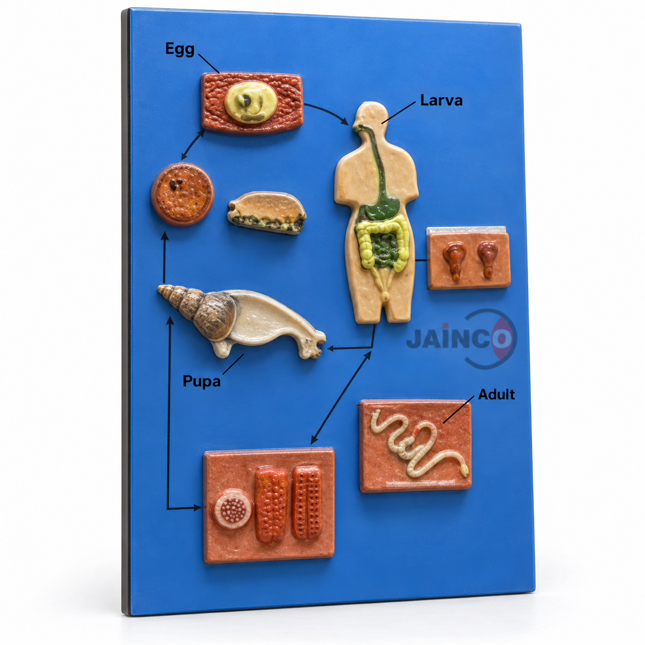 Life Cycle of Mansonoides Model